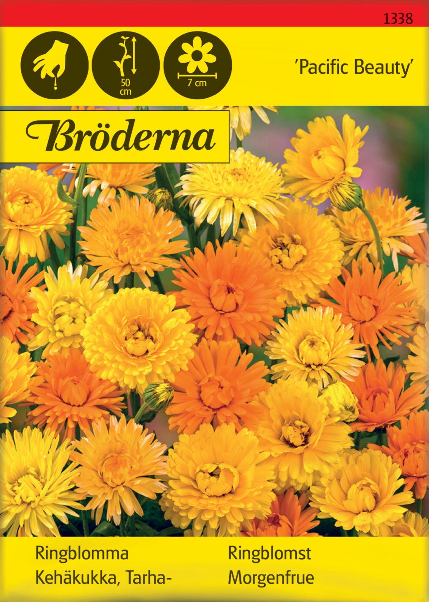 Ringblomma, Pacific Beauty