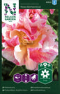 Sömntuta, Rosa Romantica