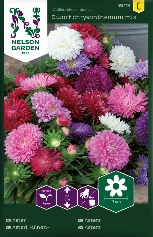 Aster, Dvärg, bl färger