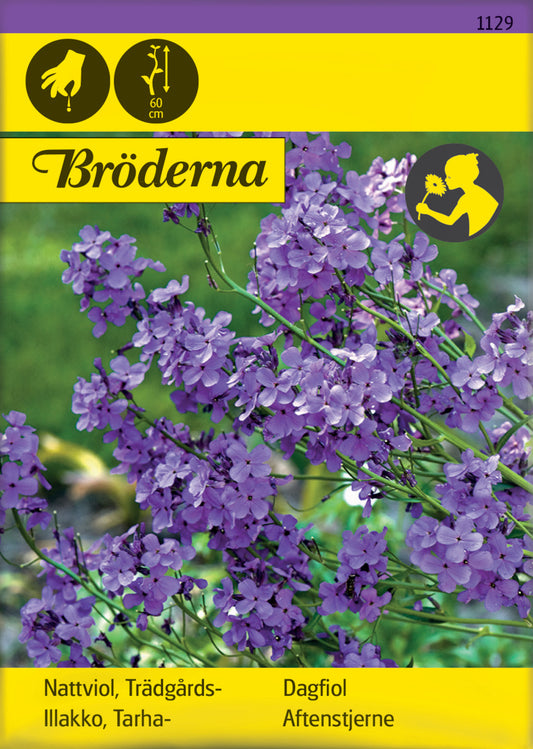 Nattviol, Trädgårds-, violett