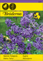 Nattviol, Trädgårds-, violett