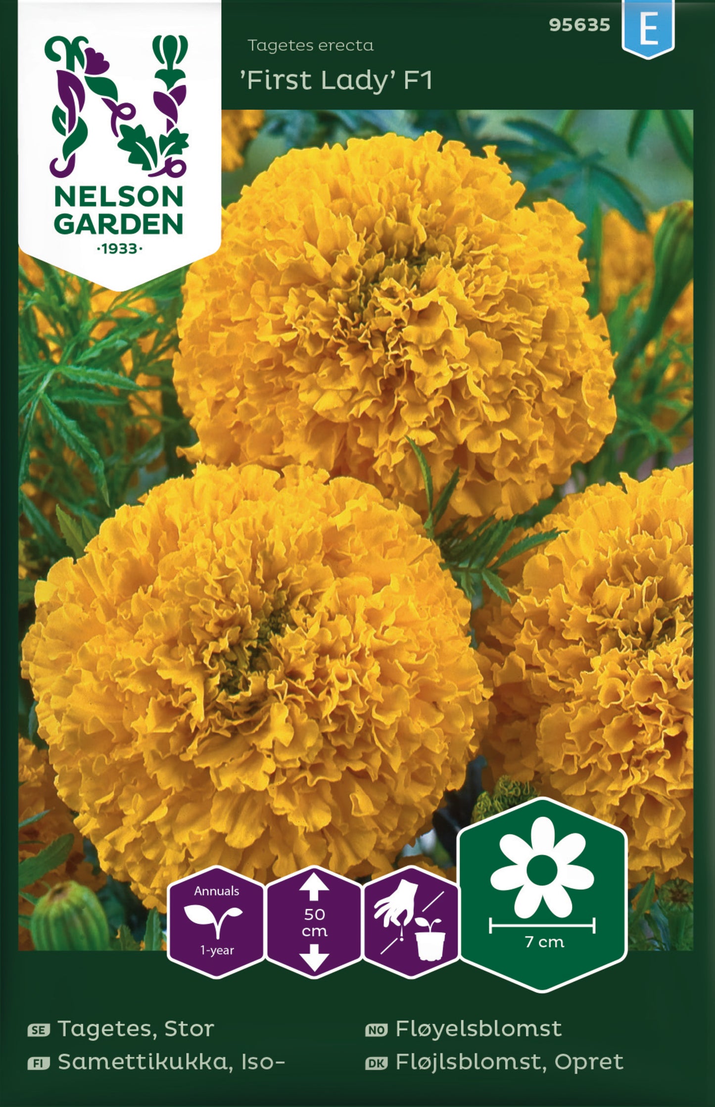 Tagetes, Stor-, First Lady F1