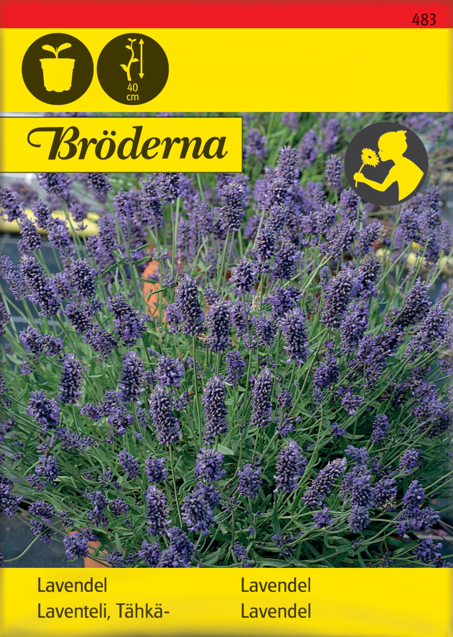 Lavendel