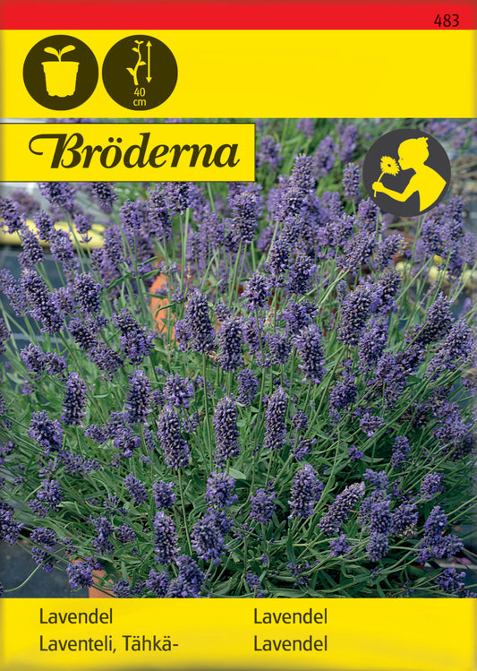 Lavendel