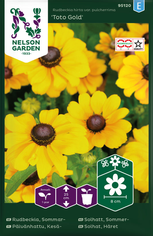 Rudbeckia, Sommar-, Toto Gold, låg