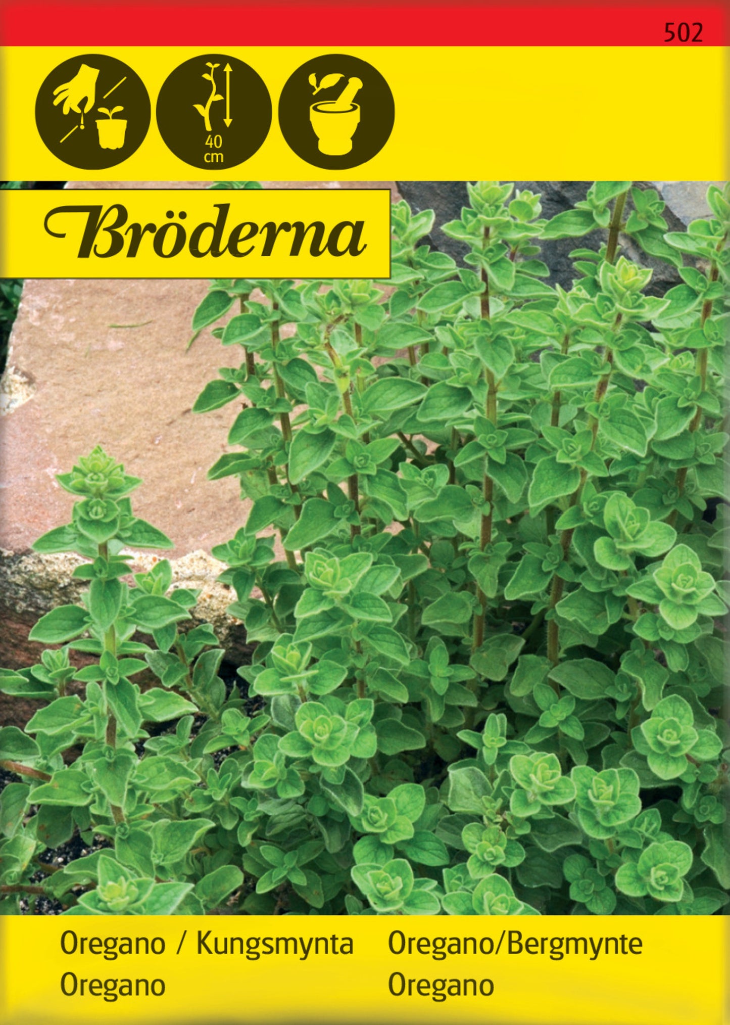 Oregano, Kungsmynta