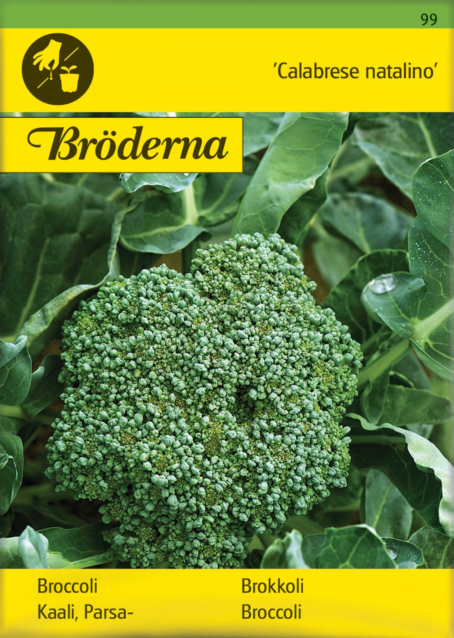 Broccoli, Calabrese natalino