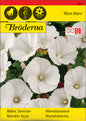 Malva, Sommar-, Mont Blanc, vit