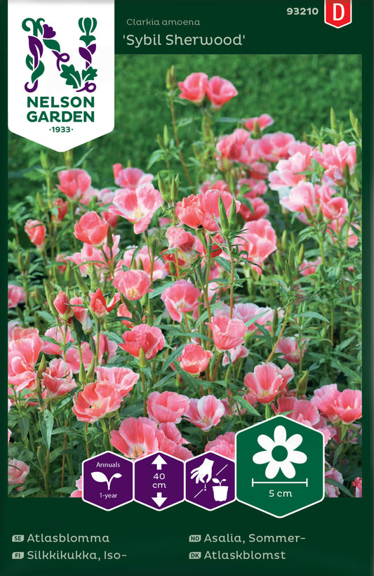 Atlasblomma, Sybil Sherwood, rosa