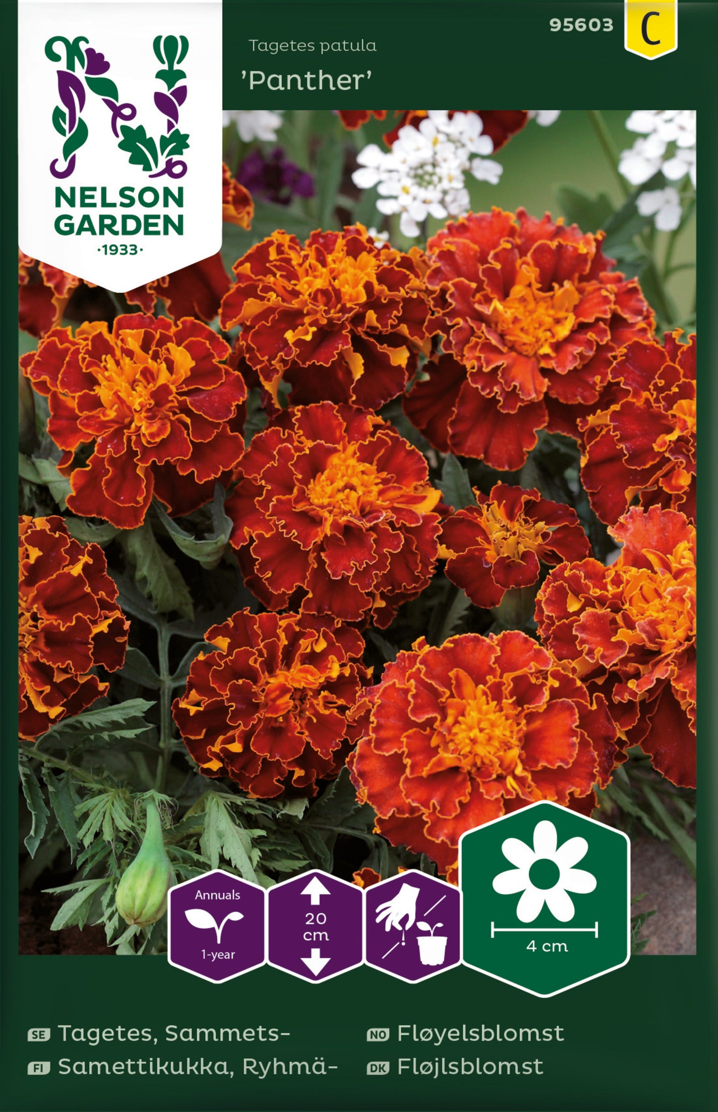 Tagetes, Sammets-, Panther