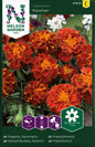 Tagetes, Sammets-, Panther