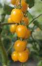Tomat, Hög, Golden Pearl F1