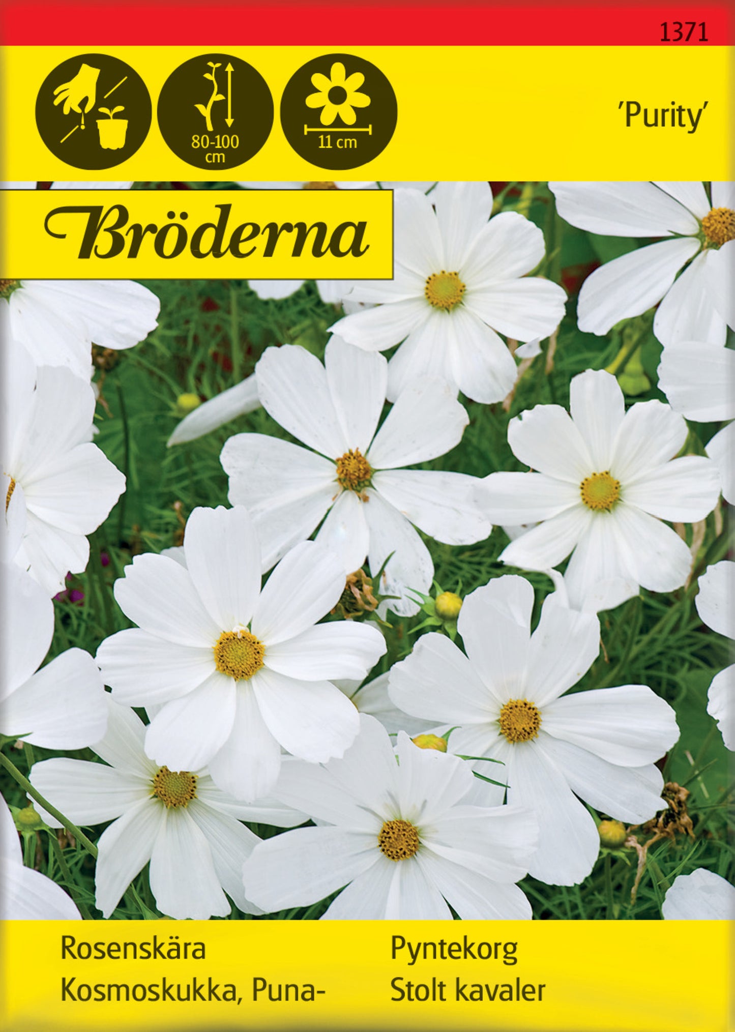 Rosenskära, Purity, vit