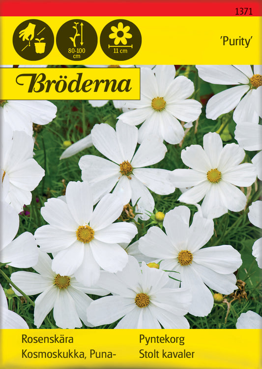 Rosenskära, Purity, vit