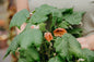 Klockmalva / Blomsterlönn, bl färger