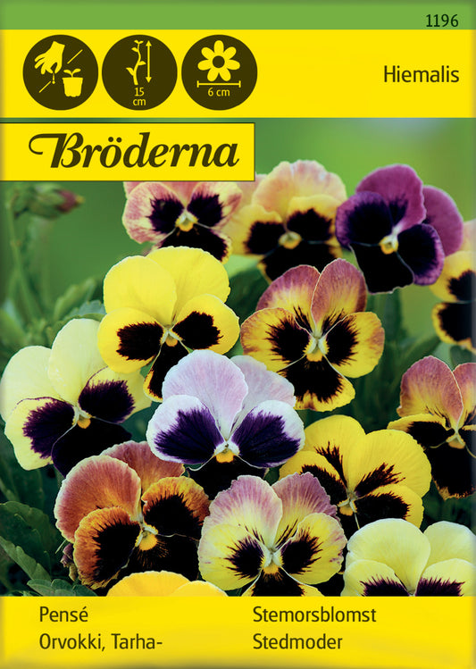 Pensé, Hiemalis, tidig, bl färger