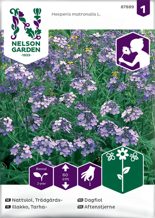 Nattviol, Trädgårds-, violett