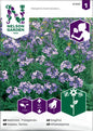 Nattviol, Trädgårds-, violett