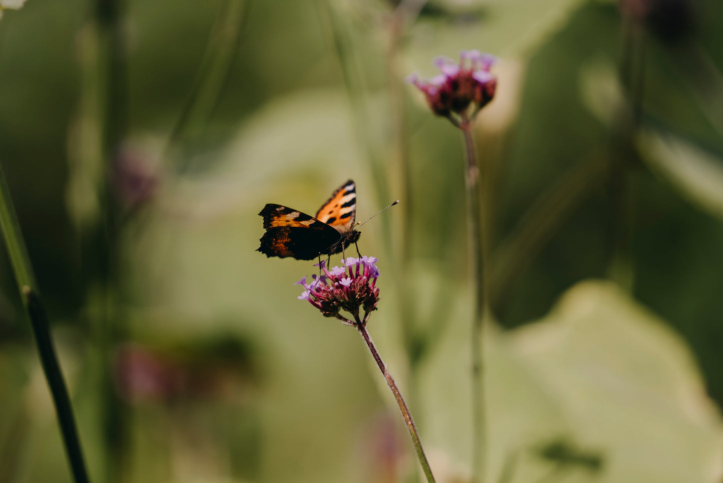 Verbena, Jätte-