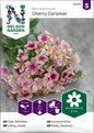 Flox, Sommar-, Cherry Caramel