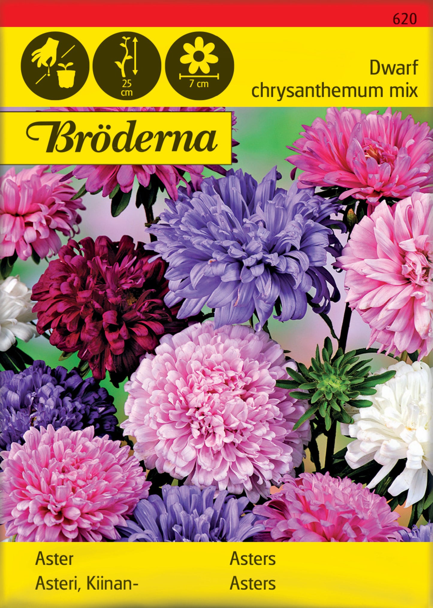 Aster,Dvärg, bl färger