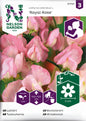 Luktärt, Royal Rose, rosa