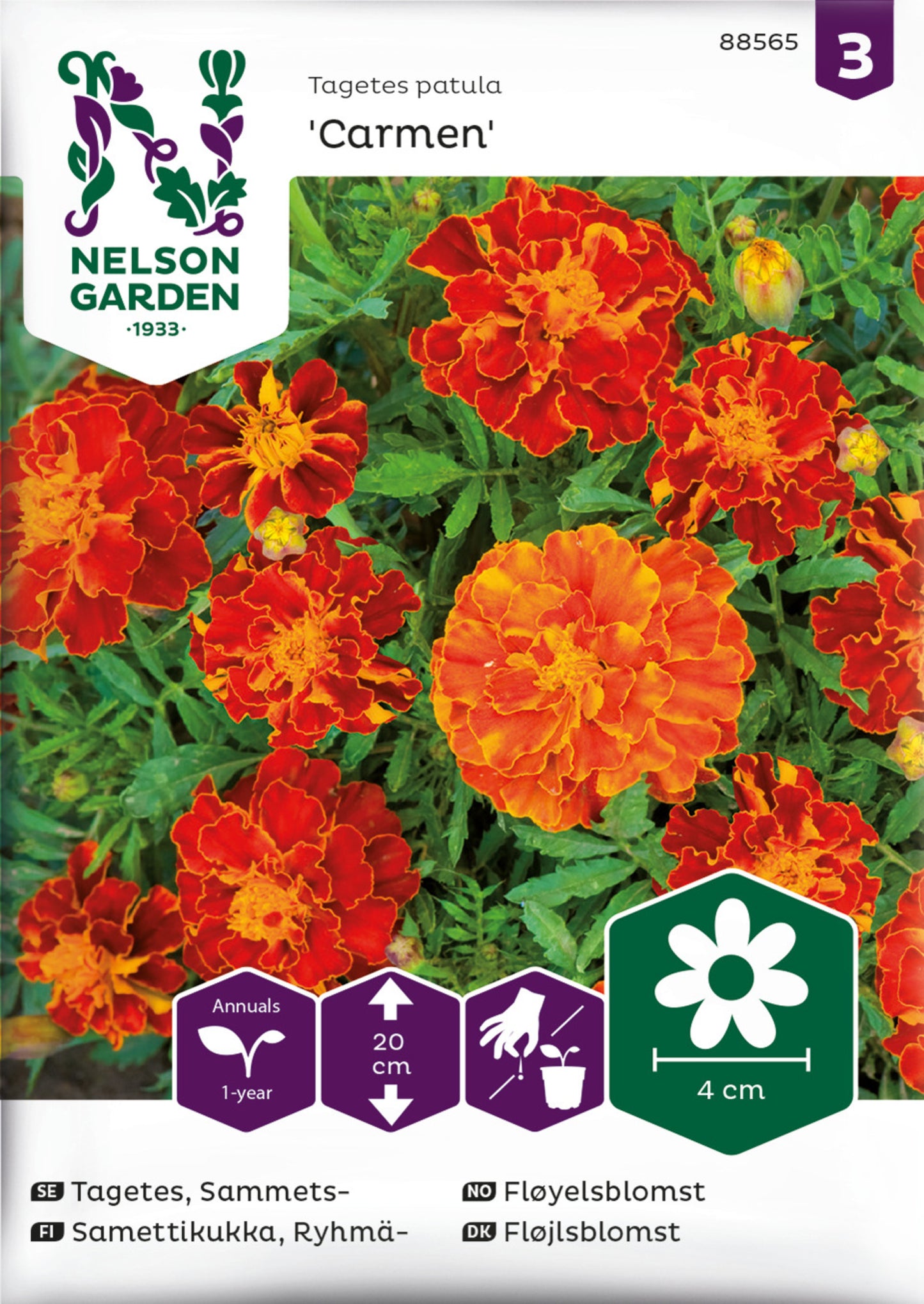 Tagetes, Sammets-, Carmen