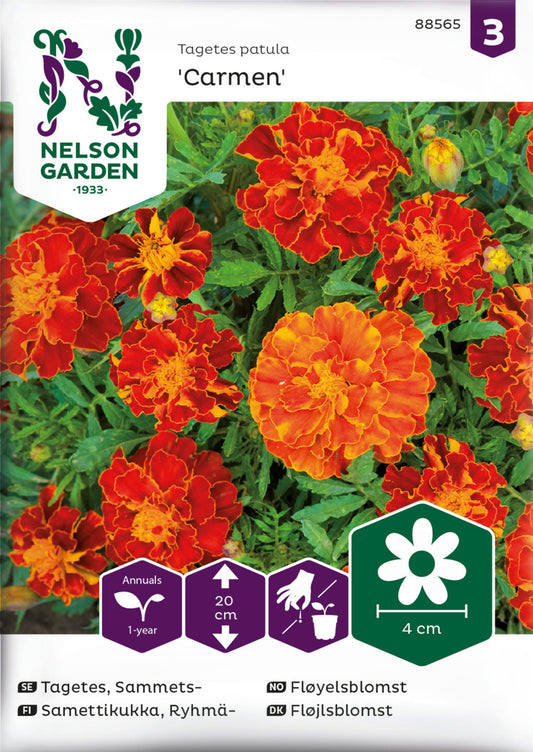 Tagetes, Sammets-, Carmen