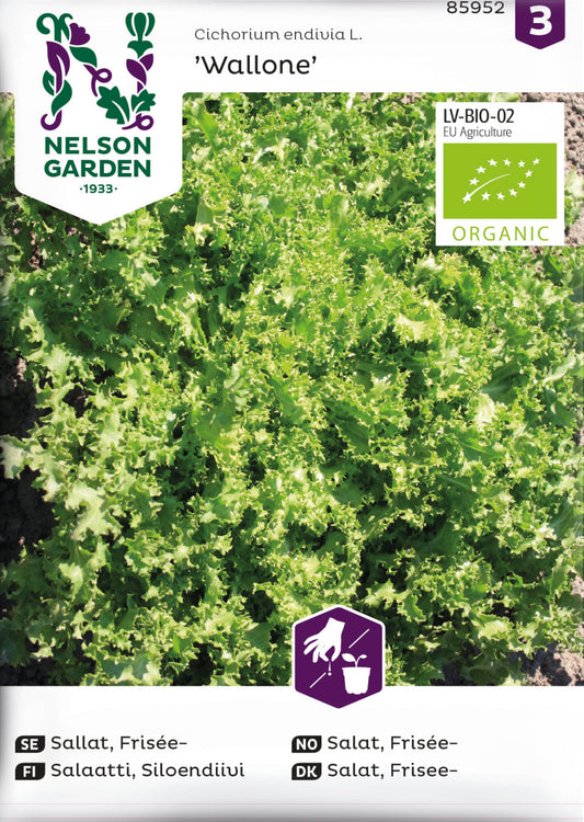 Sallat, Frisée, Wallone, Organic