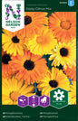 Ringblomma, Daisy Citrus Mix, låg
