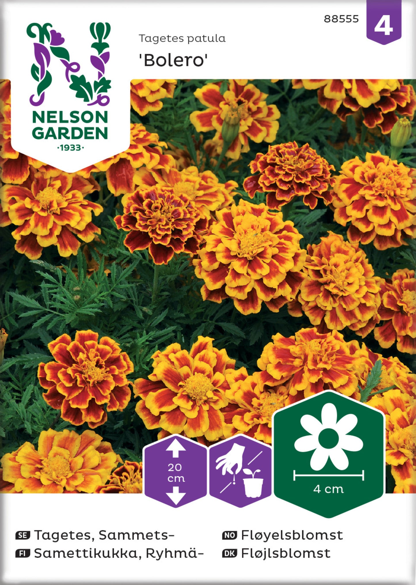Tagetes, Sammets-, Bolero