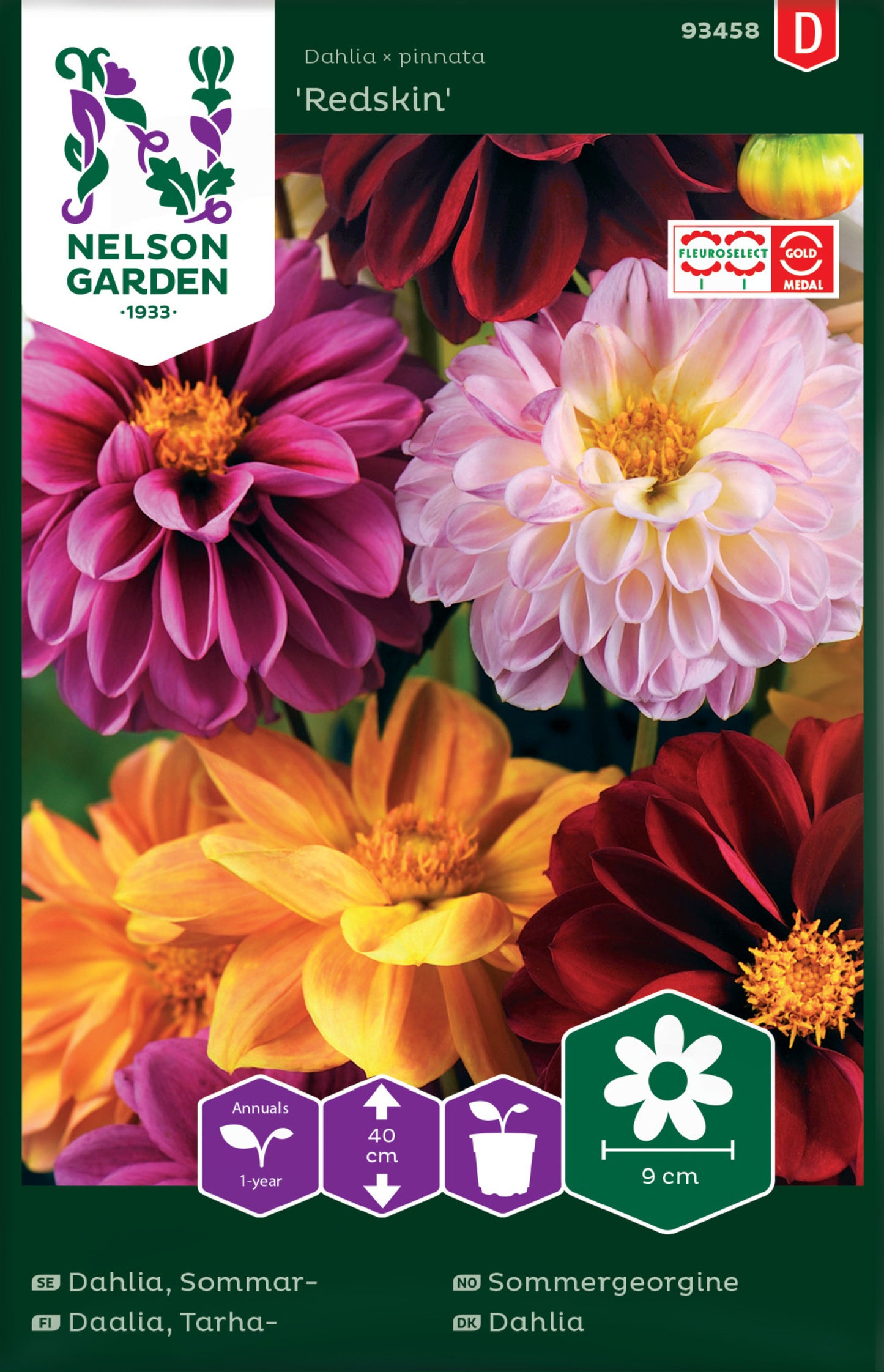 Dahlia, Sommar-, Redskin, bl färger