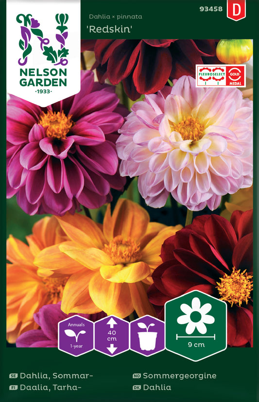 Dahlia, Sommar-, Redskin, bl färger