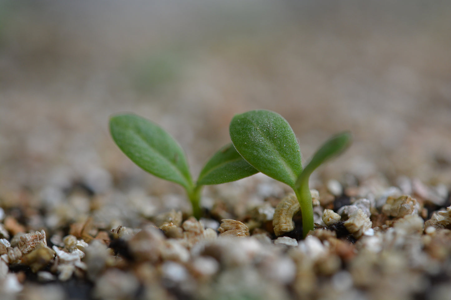 Vermiculite 3l påse